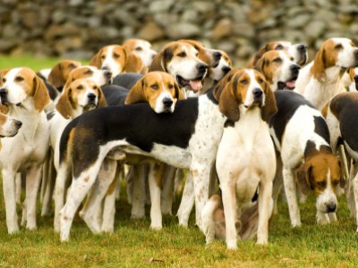 Piedmont Fox Hounds Opening Day by Joanne   Maisano