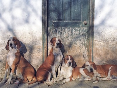 Orange County Hounds at Old Kennel by Joanne   Maisano
