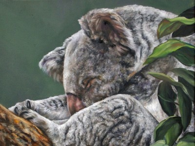 Koala by Cindy Billingsley