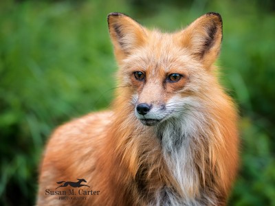 Red Fox by Susan Carter