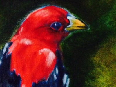 Scarlet Tanager by Sue Lyman
