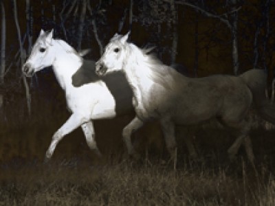 Three Horses by Sarah   Huntington