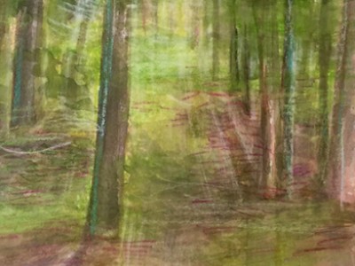 Woods, Light and Shadow by Marci Nadler
