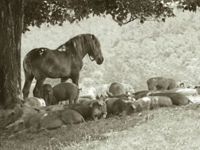 Draft and Friends by Janet Hitchen