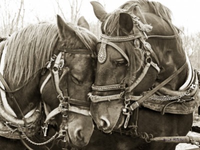 Drafts Hugging by Janet Hitchen by Joanne   Maisano