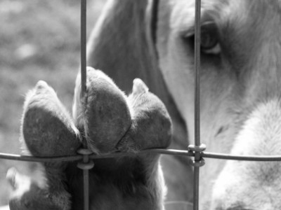 BRH Behind Fence by Joanne   Maisano