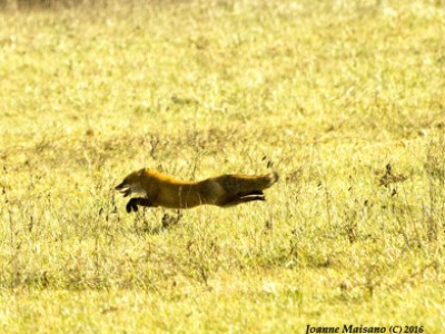 Flat out Fox