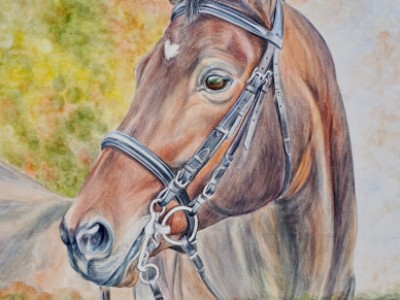 Hanoverian Mare by Gail   Dolphin