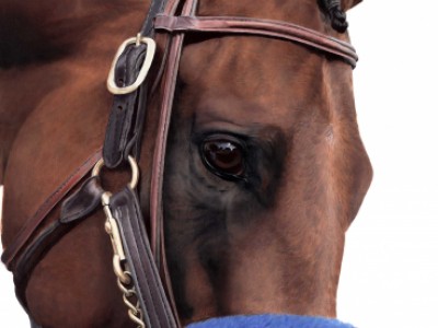 American Pharoah Portrait by Anne   Wolff