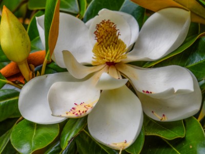 The Southern Magnolia by Karen   Monroe