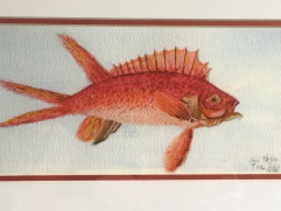 Fish Study by Sarah Holmberg
