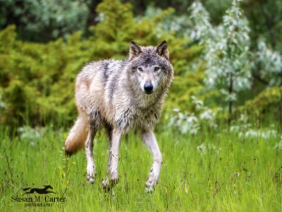 Grey Wolf by Susan Carter