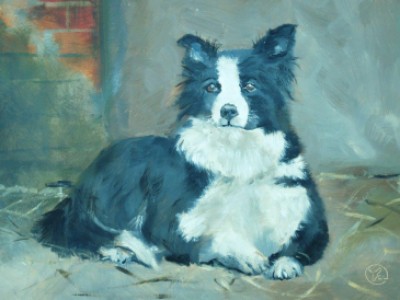 Border Collie