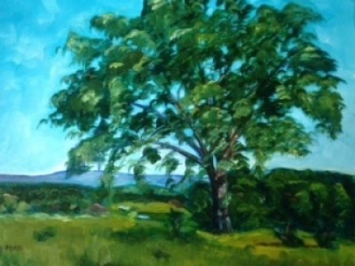 Hill School Elm by Sue Lyman