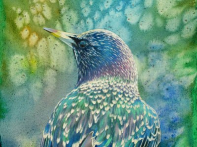 Starling by Penny Hauffe