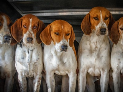 Five Hounds by Doug   Gehlsen