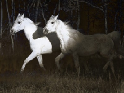 Three Horses