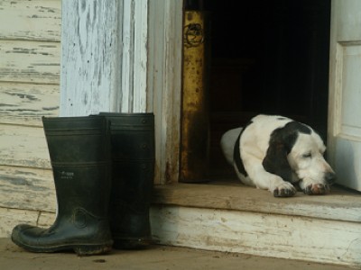 Hound and Boot by Sarah   Huntington